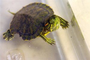 Aidons la tortue cistude de nos lacs à survivre