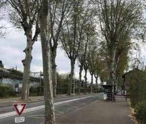 Pétition – Sauvons les platanes de la Boisse !